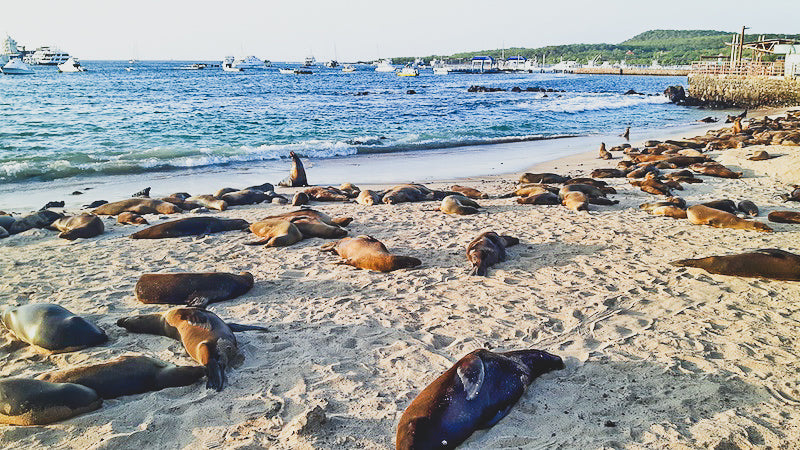 The Galapagos Islands Experience